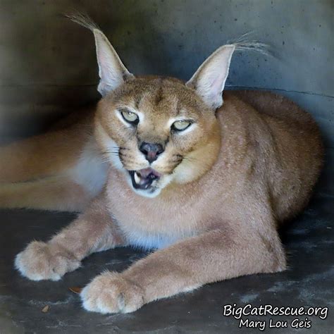 The longer the coat, the more serious the ear tufts! Cyrus Caracal, your ear tufts are just amazing!! | Big cat ...