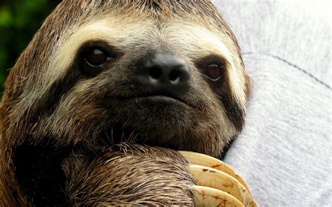 Sloth Wallpapers Wallpaper Cave