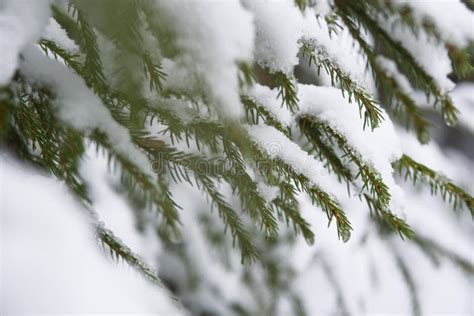 Melting Of The Snow In Forest Stock Photo Image Of Pine Covered