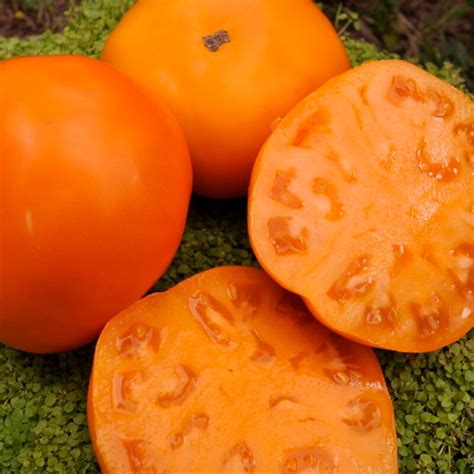 Tomate Orange Persimmon Association Kokopelli