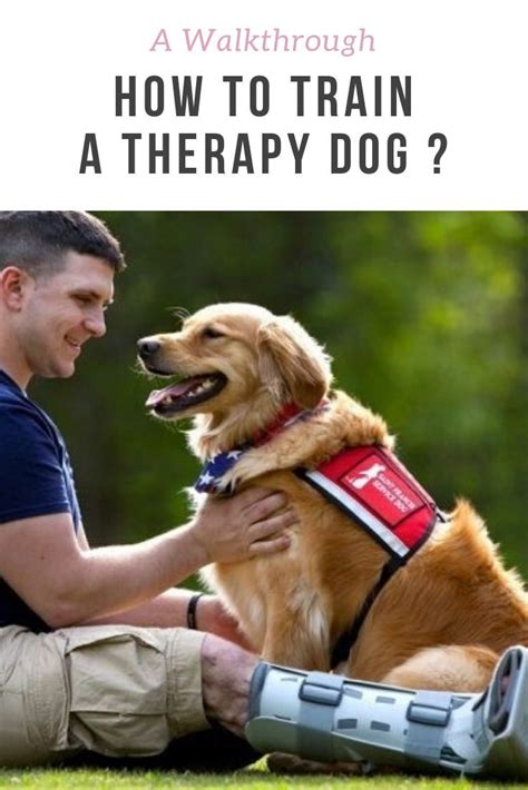 How To Train A Therapy Dog A Walkthrough Glamorous Dogs Therapy