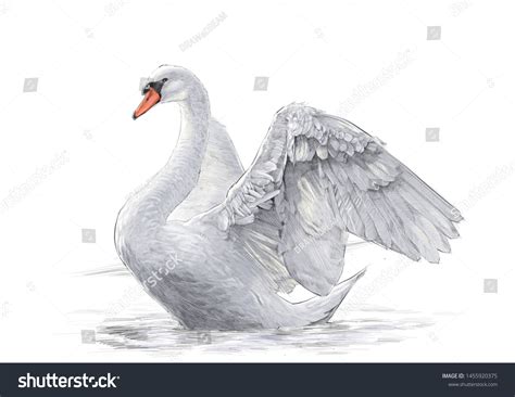 Swan Colour Pencil Drawing On White Stock Illustration 1455920375