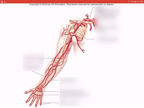 Blood Arm Arteries Diagram Quizlet