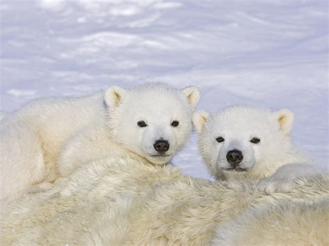 Jonah Wolf Cute Polar Bear Babies Cuddling In The Snow