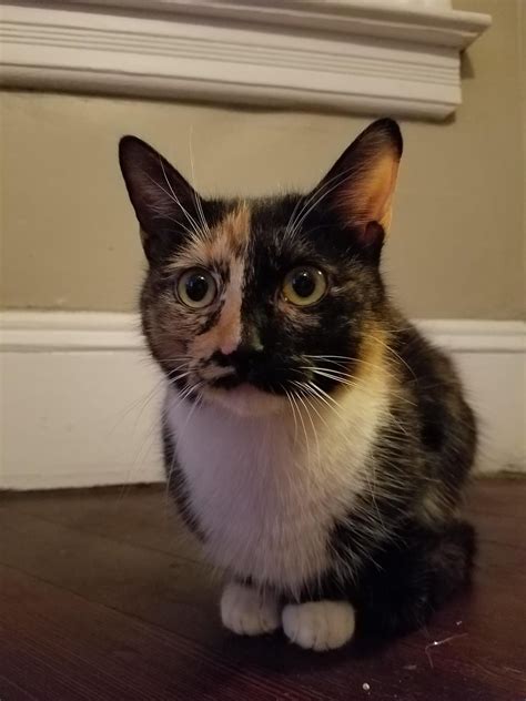 Craigslist Utica Pets Puppies Craigslist Rottweiler Near Petsidi