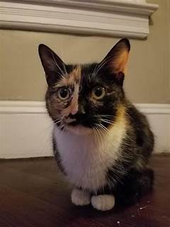 Tails Of Joy And Love Craigslist Pets Utica Brings You The Happiest Pets