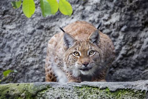 Largest Lynx Stock Photos Free And Royalty Free Stock Photos From