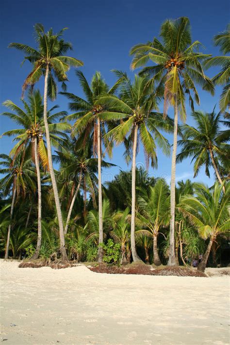 Tropical Beach Boracay Palm Trees Philippines Stock Image