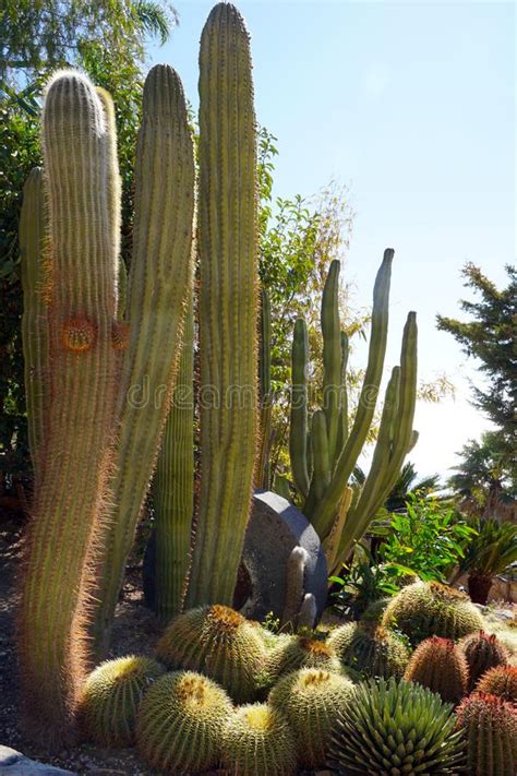 During periods of rainfall, the saguaro pleats expand to store. Saguaro Cactus In The Desert Stock Photo - Image of desert ...