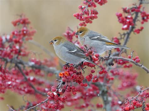 2021 Great Backyard Bird Count Citizen Science Projects Great