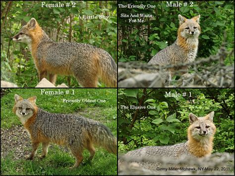 Photography By Ginny Gray Foxes Males And Females Skunk May 22 2011