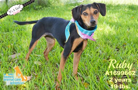 All over the city and county, people can be seen walking their cute for over a hundred years and with three different adoption centers in st. Hi, my name is Ruby & I'm available for adoption at ...