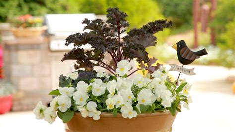 Plant Cool Wave Pansies With Cool Season Edibles Like Kale Cabbage