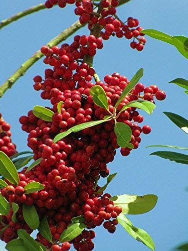 Buy Dahoon Holly Ilex Cassine Florida Native Wild Tree Bonsai Shrub Seed Mouyou Online At