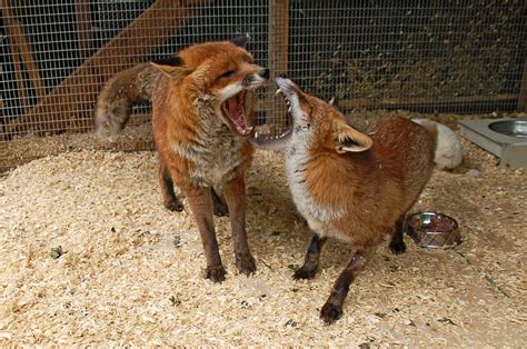 Red Fox Behaviour Fox Body Language Wildlife Online
