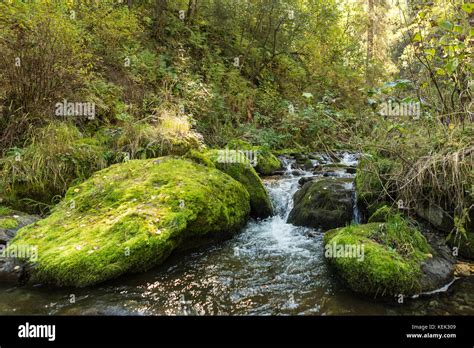 Water Flowing Over Stones Overgrown With Moss A Mountain Stream Stock