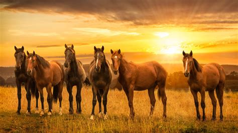 Download 1920x1080 Wallpaper Horses Herd Sunset Landscape 4k Full