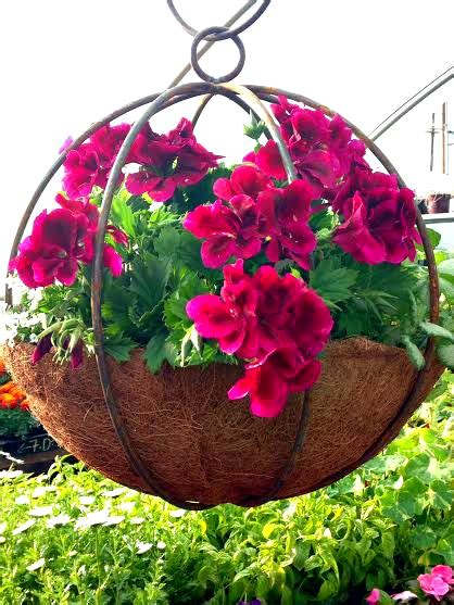 Create Your Own Hanging Basket The Gardeners Choice