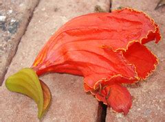 This is a list of plants organized by their common names. Flowers of Bengal | Bengal / Bangla | Flickr