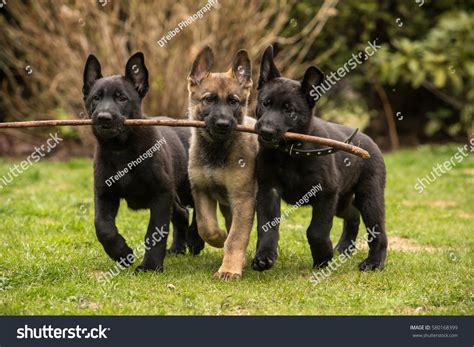 Three Working Line German Shepherd Puppies 스톡 사진지금 편집 580168399