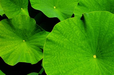 Free Images Nature Flower Green Biology Botany Aquatic Plant