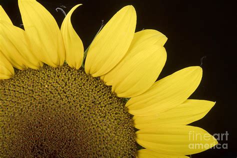 Sunflower Sunshine Photograph By James Bo Insogna Fine Art America