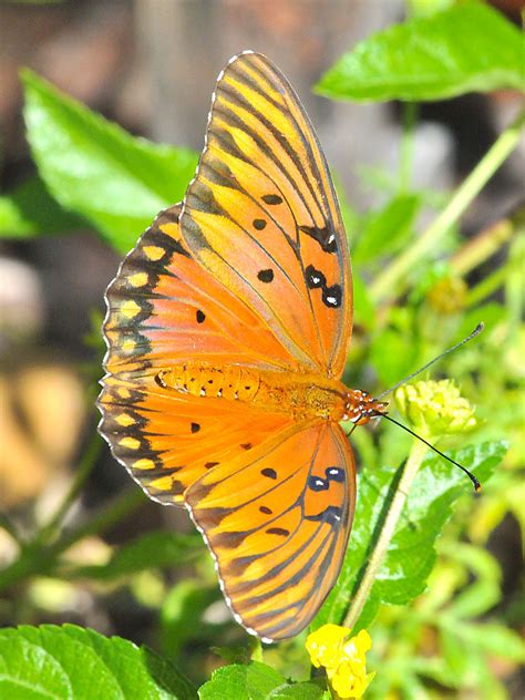 Gulf Fritillary Butterfly Agraulis Vanillae Jimmy Smith Flickr