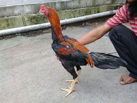 Sesuai dengan namanya ayam peru yang berarti ayam yang berasal dari negara peru. ayam: Ayam Sabung Siam Ori