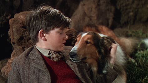 A Different Kind Of Love Lassie Come Home 1943 — Talk Film Society