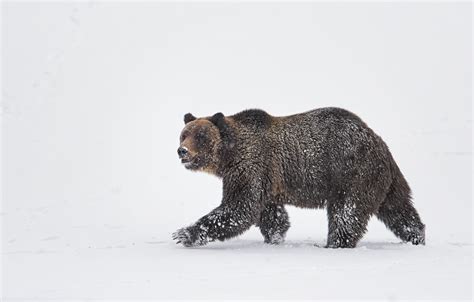 how to photograph wildlife in yellowstone national park