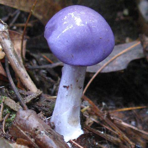 Georgia Mushrooms Mushroom Hunting And Identification Shroomery