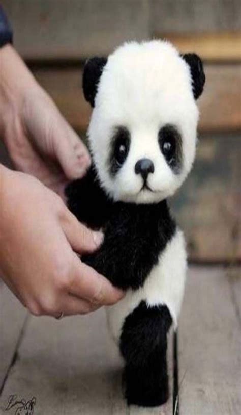 Beautiful Baby Panda Hairminia Baby Animals Super Cute Cute