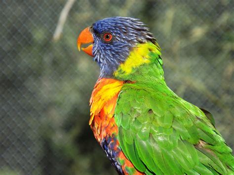 Free Images Bird Wildlife Beak Color Park Fauna Lorikeet Macaw