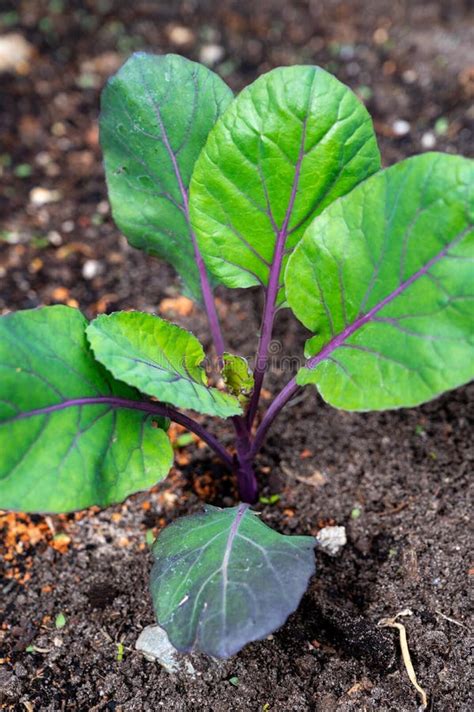 Purple Brussels Sprouts Cabbages Growing On Plant In Organic Garden
