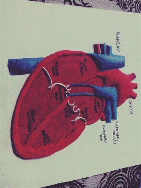 The Human Heart Model I Made For My Biology Lab Biology Projects