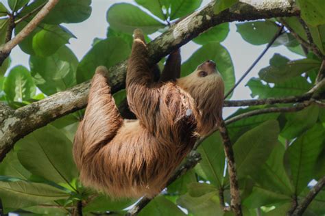 Why Are Sloths So Slow Its More Than Just Laziness Its A Survival