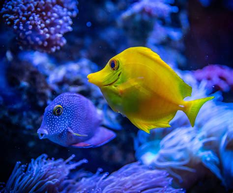 Download Underwater Sea Animal Fish 4k Ultra Hd Wallpaper