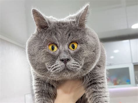 Photos Cross Eyed Rescue Cat From Russia Has Gone Viral For His