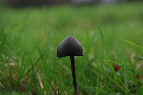 An Identification Please Small Blackbrown Mushroom Found On