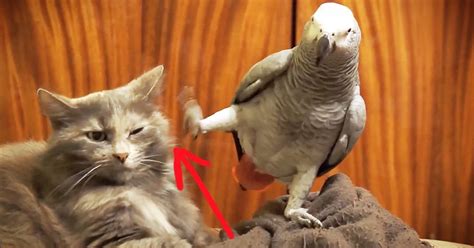 This Parrot Wants Some Attention From His Friend But He Did Not Expect