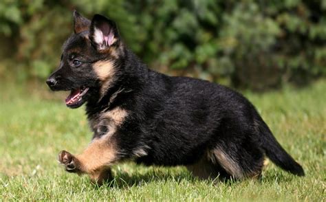 Long Haired German Shepherd Puppies And Everything You Should Know