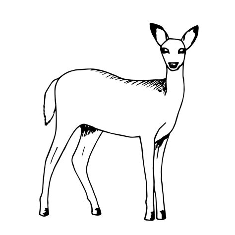 Hand Drawn Vector Sketch With Black Outline White Tailed Young Deer In