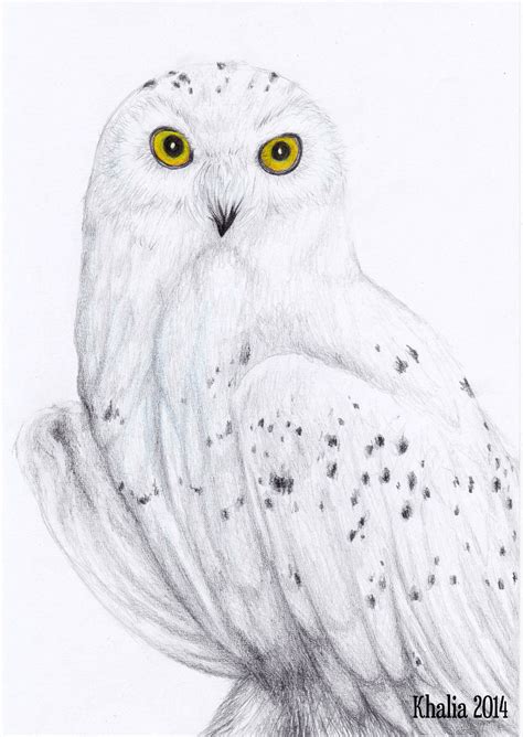 Snowy Owl Drawing By Khaliaart On Deviantart