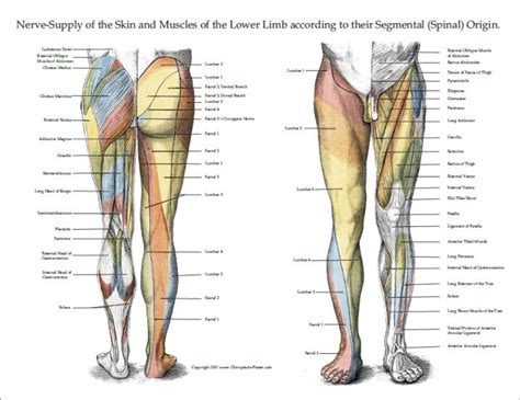 Nerve Innervation Of Upper And Lower Extremities Posters 3 Clinical