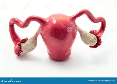 anatomic model of female reproductive organ uterus vagina female womb model human anatomy model