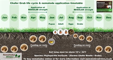 Chafer Grub Killer Nematodes