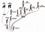 l'apparition et l'évolution de l'homme