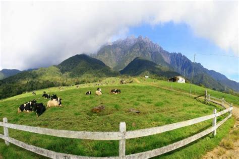 Desa dairy farm kundasang sabah. The Little New Zealand of Sabah, the Desa Cattle Dairy ...