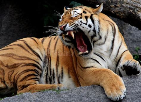 Angry Tiger Stock Photo Image Of Angry Scream Anger 11168630