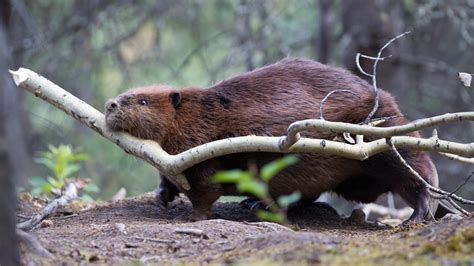 Beavers Emerge As Agents Of Arctic Destruction The New York Times